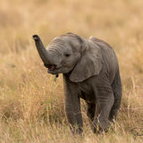 Elephant calf