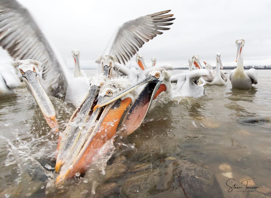 Fight for fish