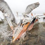 Fight for fish