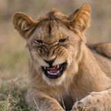 Lion cub with a message