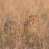 Cheetah cub