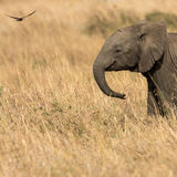 Elephant and swallow