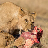 Lions with kill