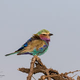 Lilac-breasted roller