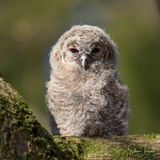 Tawny owl young