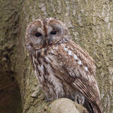 Tawny owl