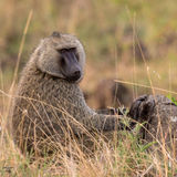 Olive baboon