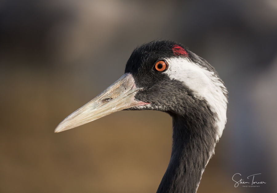 Common crane portrait