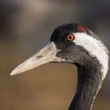 Common crane portrait