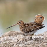 Snipe