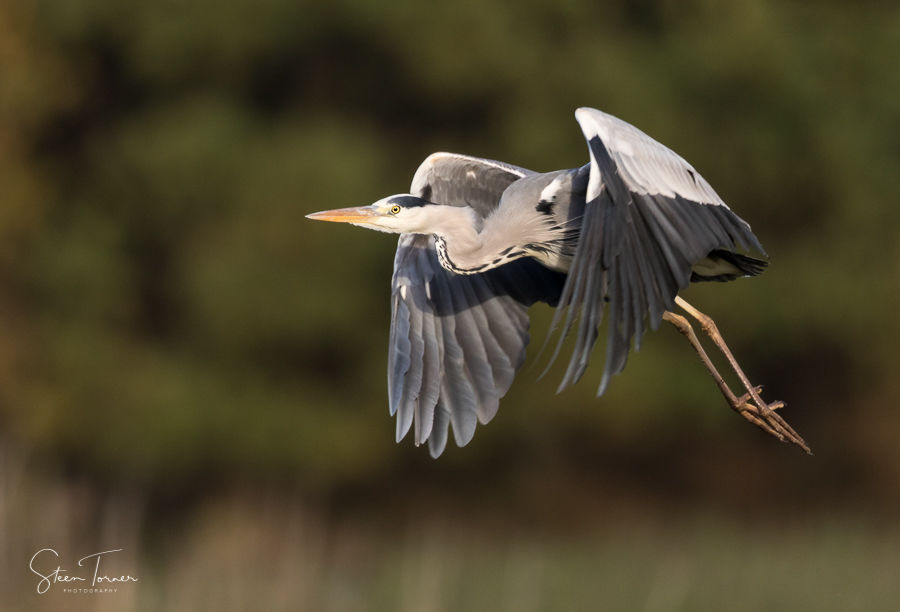 Grey heron in flight