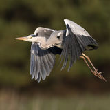 Grey heron in flight