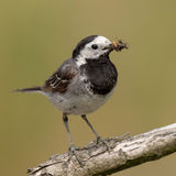 White wagtail with lunch