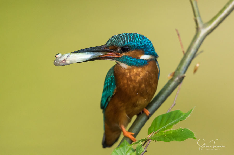 Kingfisher with catch