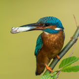 Kingfisher with catch