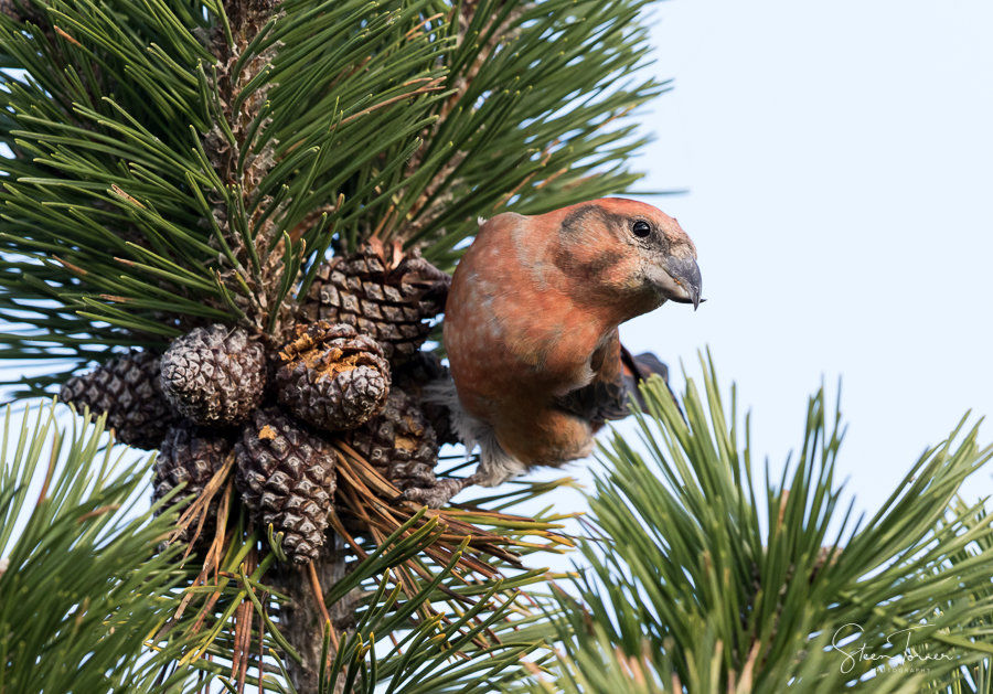Common crossbill