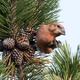 Common crossbill