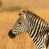 Plains zebra