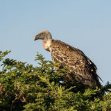 White-backet vulture