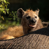 Hyena in death elephant
