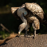 Ruppells vulture on death elephant