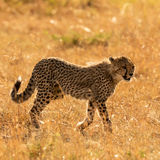 Cheetah cub