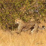 Cheetah with cubs