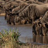 Wildebeest