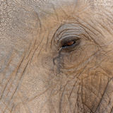 Elephant eye