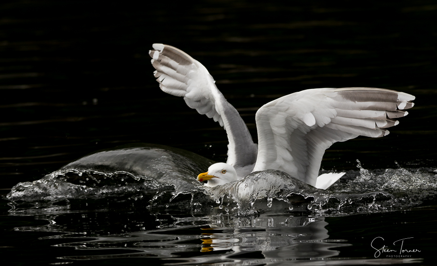 Herring gull landing