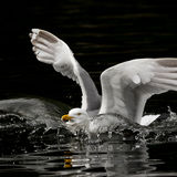 Herring gull landing