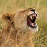 Lion yawn