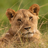 Lion cub