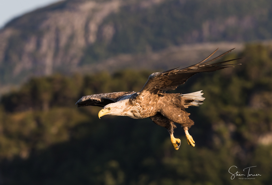 White-tailed eagle in flight