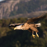 White-tailed eagle in flight