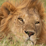 Male lion