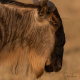 Wildebeest