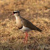 Crowned plover