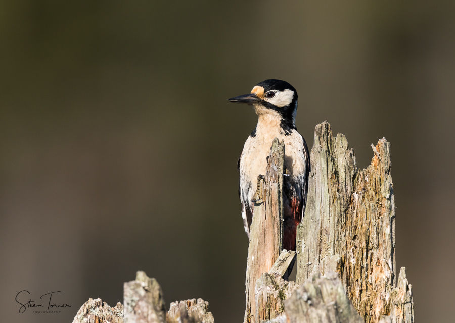 Great spotted woodpecker