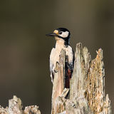 Great spotted woodpecker