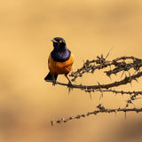 Hildebrandt's starling