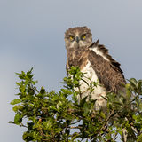 Snake eagle