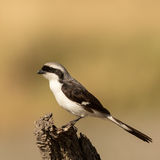 Grey-backet fiscal