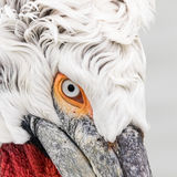 Dalmatian pelican closeup