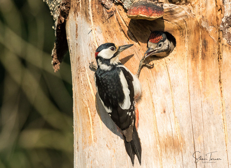 Great spotted woodpecker with chick