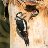Great spotted woodpecker with chick