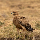 Tawny eagle