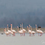 Flamingoes
