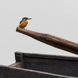Kingfisher on board