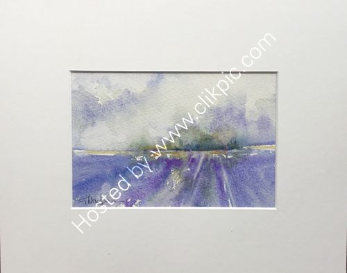 Lavender fields